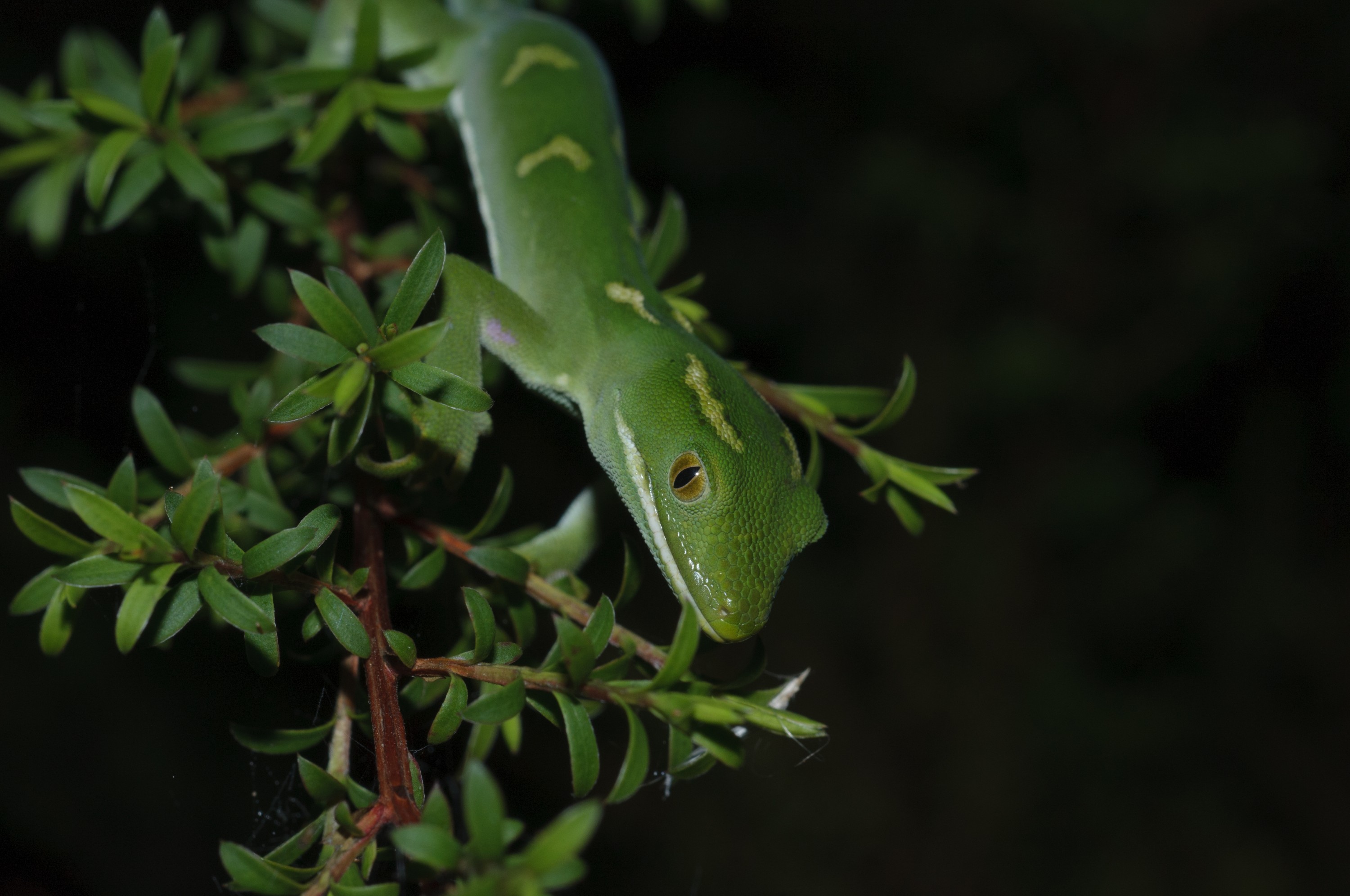 _DSC0318 – Auckland, green, gecko, Naultinus, elegans, elegans, home, lizard, irene, reptiles, rare, cold, blood, new, new zealand, zealand, nz, irene, nov16